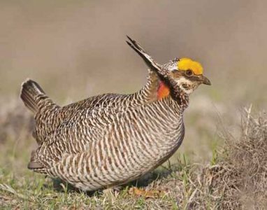 Controversial Conservation: Saving the Lesser Prairie Chicken Image